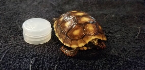 Red Foot Tortoise Baby Wet Specimen Formalin Fixed Taxidermy Etsy
