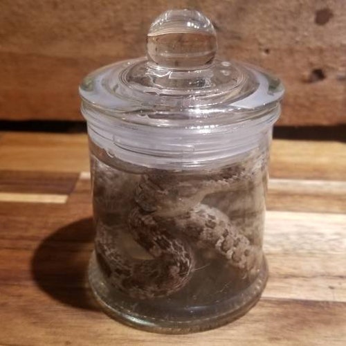 Wet specimen western hognose snake taxidermy mount formalin fixed