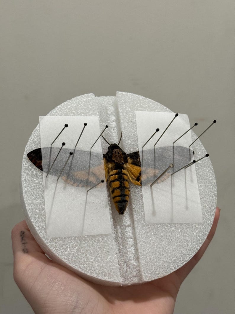Insect Pinning Guide Insect Pinning Kit - With Instructions - Etsy