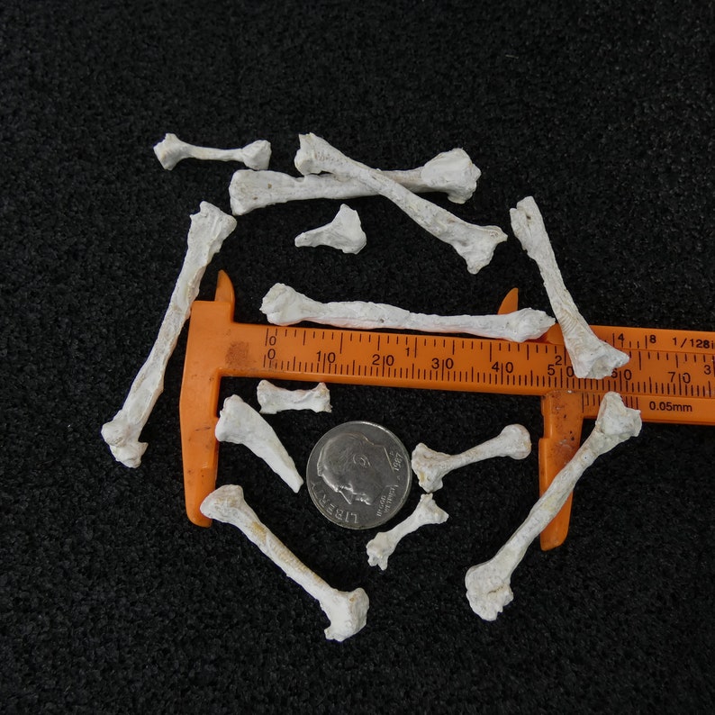Bleached Miniature Bones 1:12 Scale -set of 10 + 'bone Fragments ...