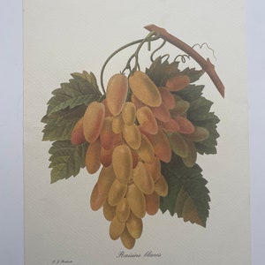 French Botanical Print P. J. Redoute Fruit Raisins Blanca Botanical Book Plate 31 Vintage Floral Wall Art Print. Italy