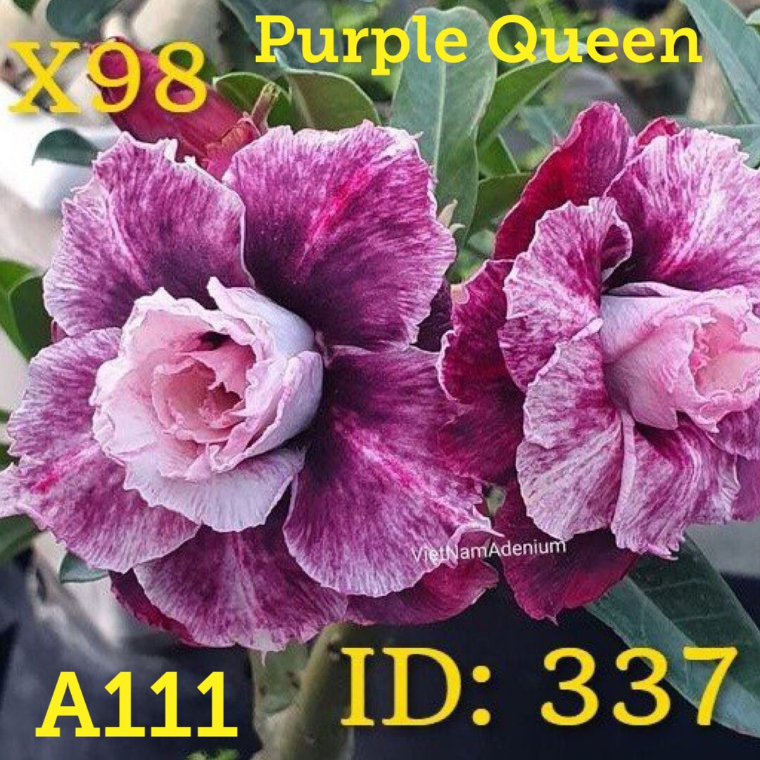 a111-id337-purple-queen-size-l-adenium-desert-rose-multi-etsy