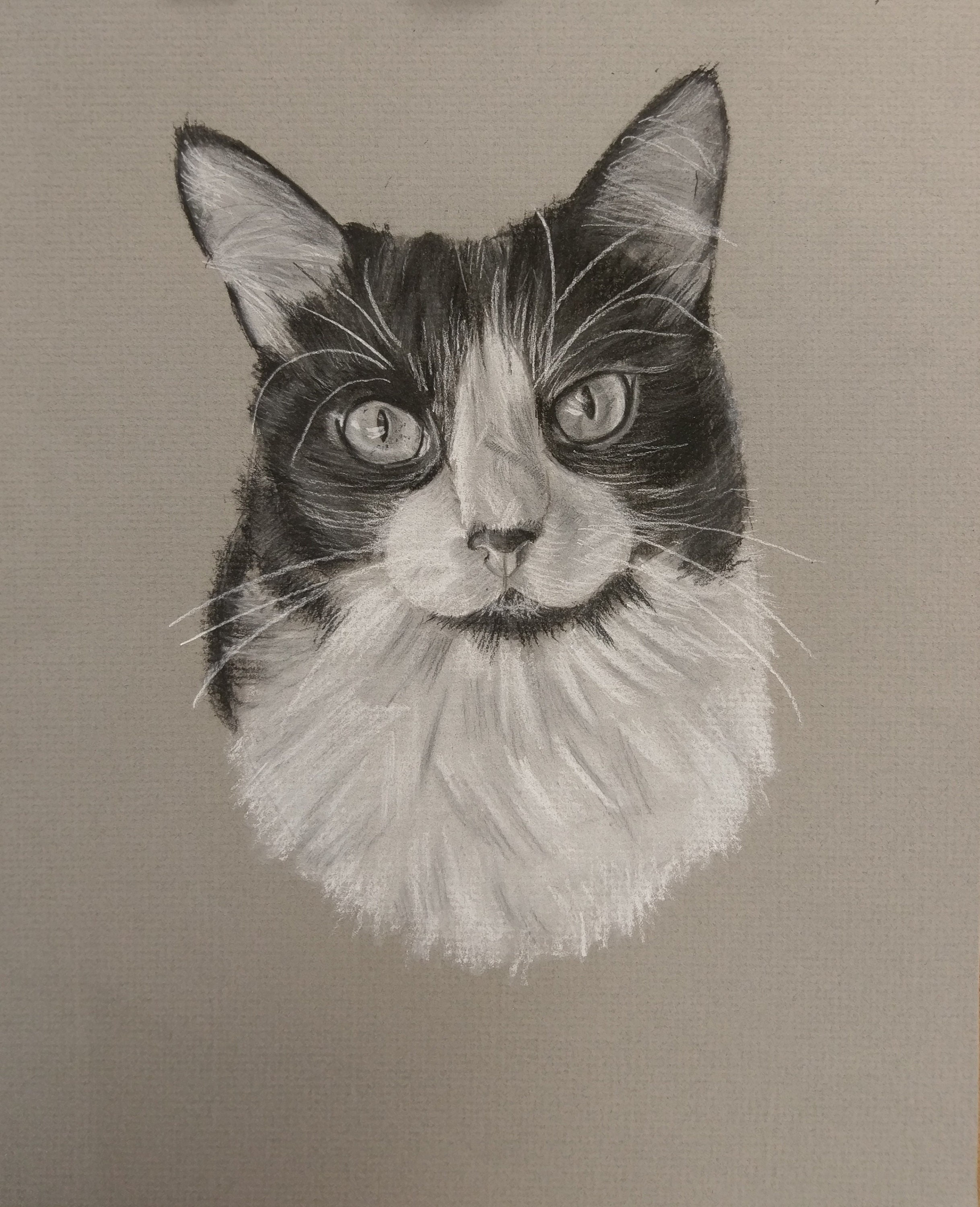 Custom Cat Portrait Etsy