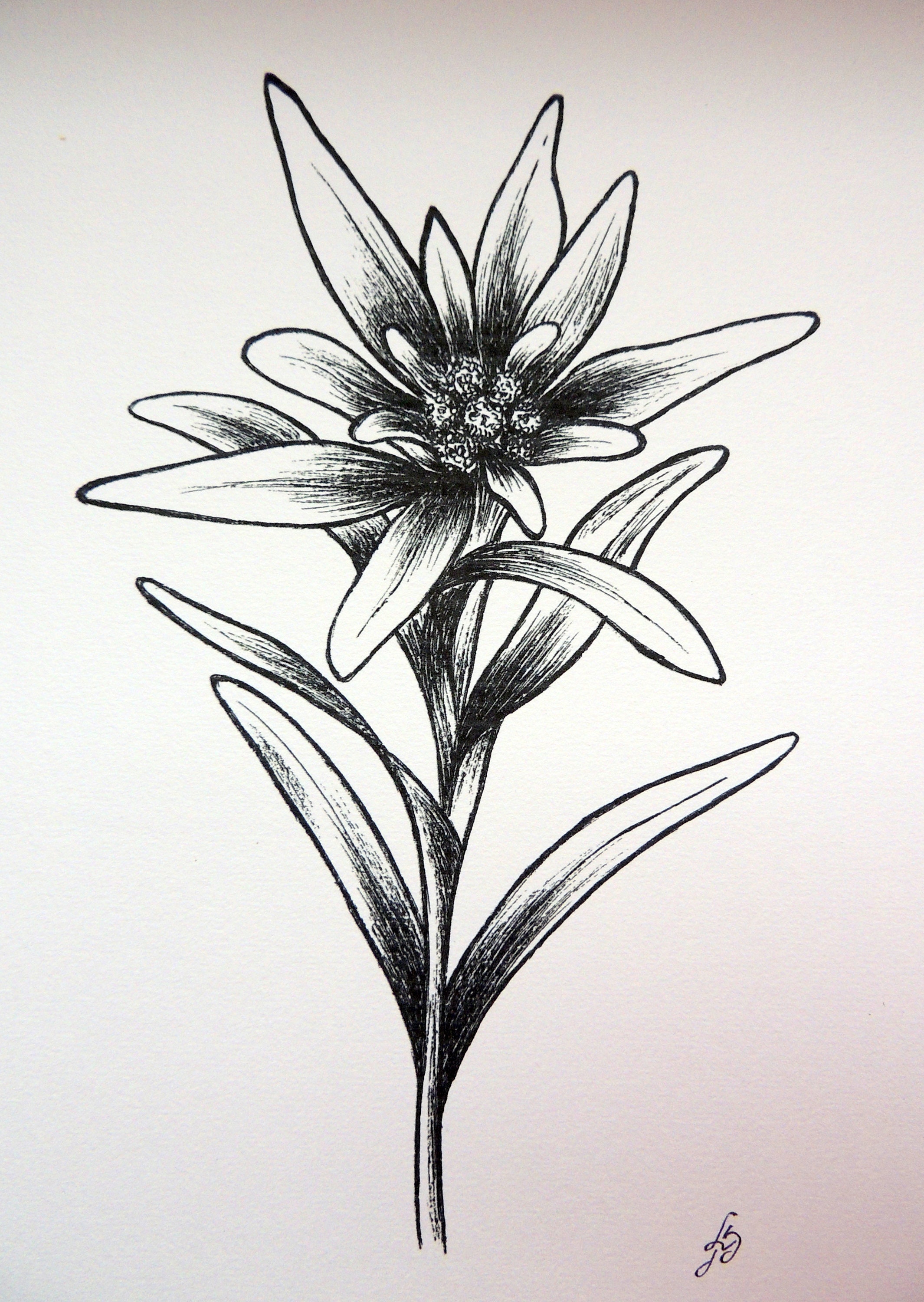 Edelweiss A4 Ink Drawing Printing Black and White Botanical photo
