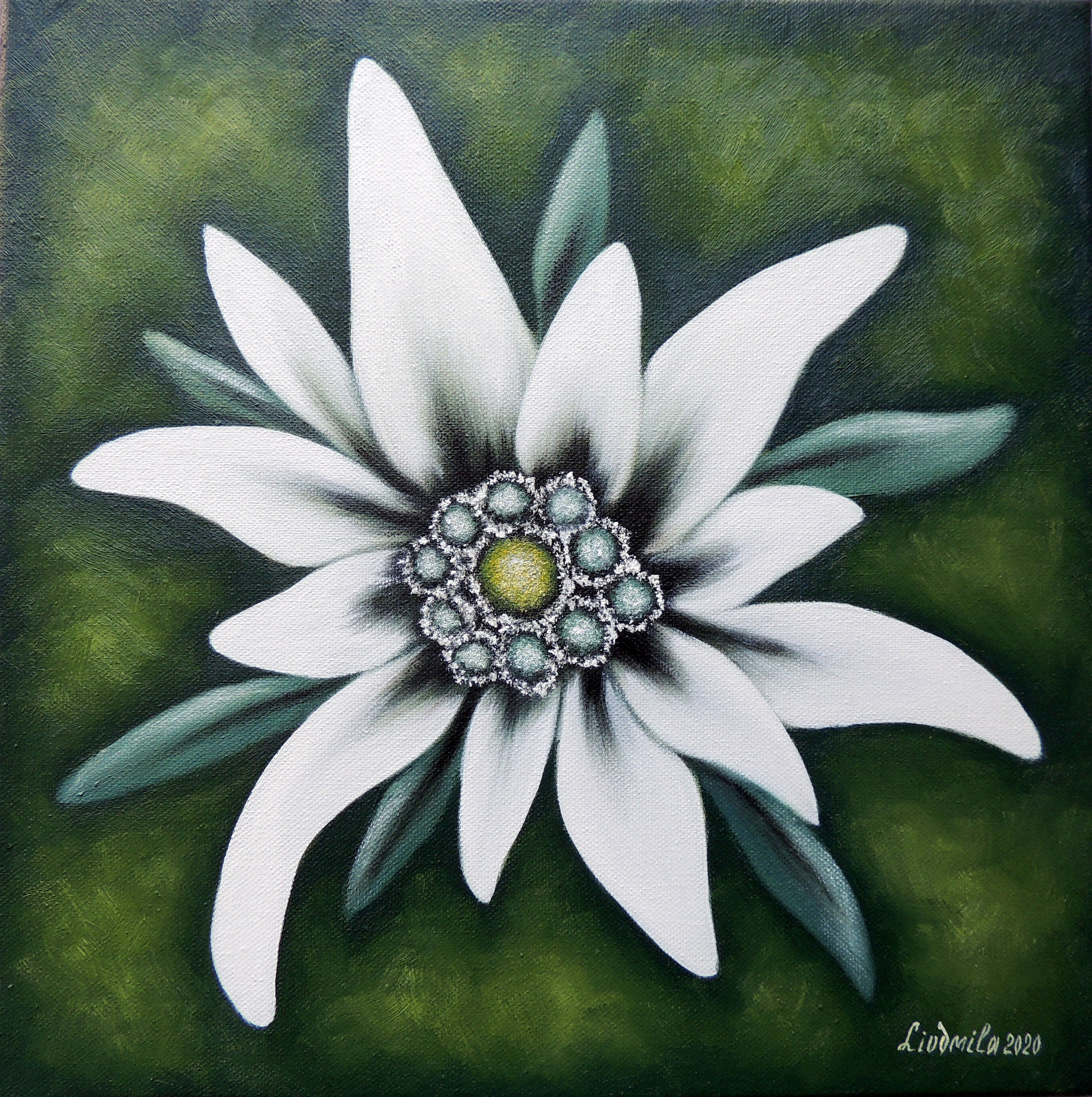 Edelweiss, Peinture à l’huile sur toile , Fleurs peintures, Œuvre dart