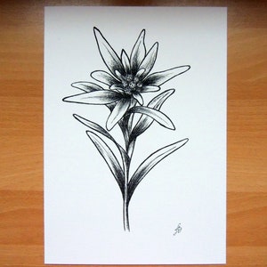 Edelweiss, A4 ink drawing printing, black and white, botanical illustration, decoration, print, flower. # 2