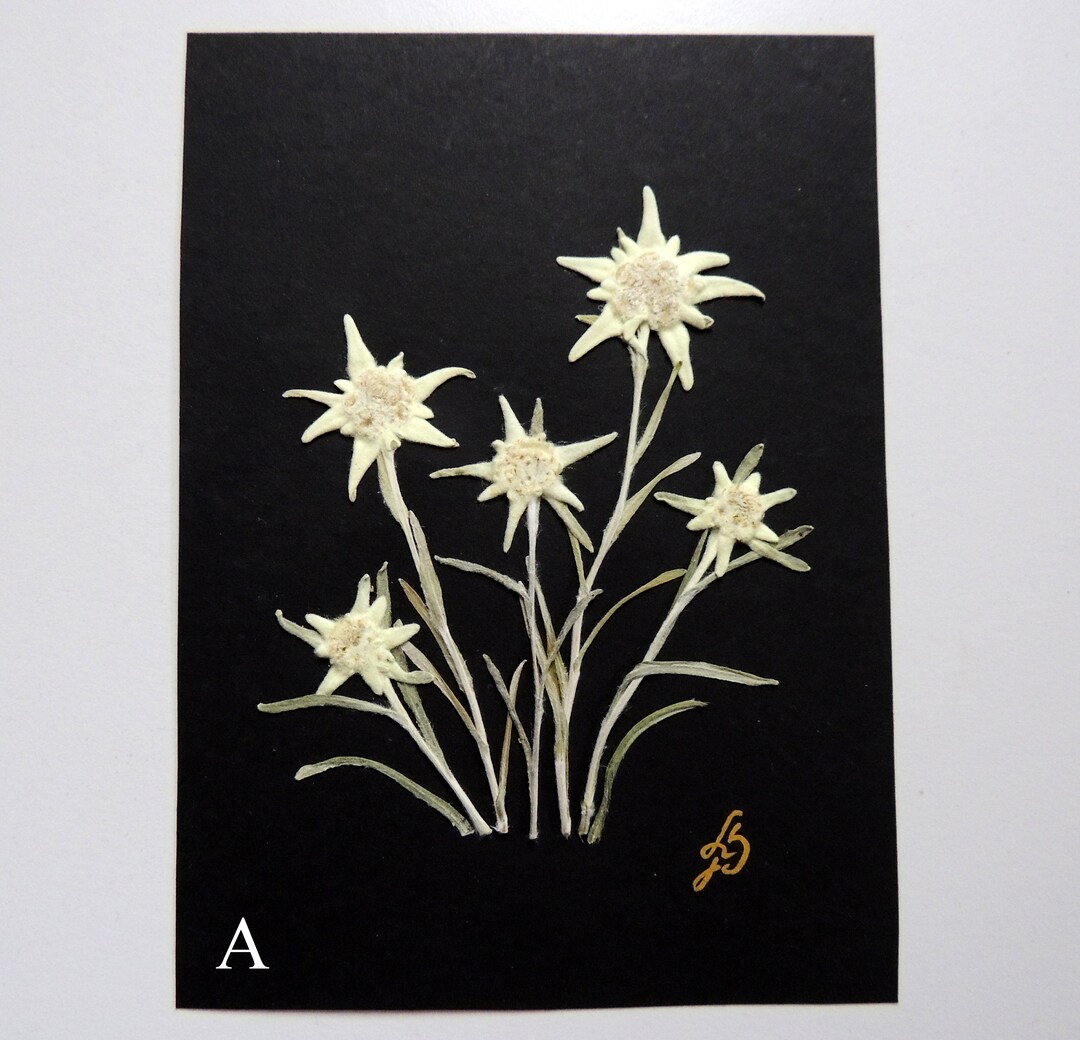 Herbarium of Dried Edelweiss Flowers 7.2 X 5.2 Etsy