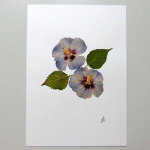 Herbario de flores de hibisco secas 12 &quot;x 8.4&quot;, decoración de pared, regalo de hogar, regalo del día de la madre. #H21