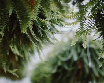 ferns