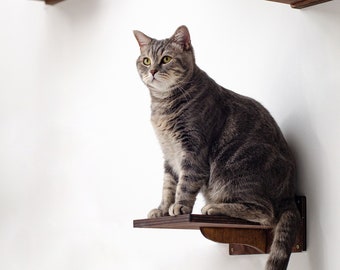 kitten climbing wall