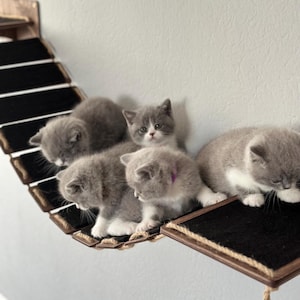 Cat Bridge for Wall, Cat Wall Furniture, Cat Wall Bed, Cat Ladder,  Wall Mounted Bridge with Felt, Cat Wall Playground, Cat Tower