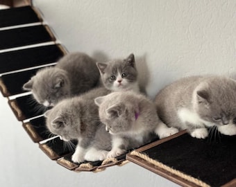 Cat Bridge for Wall, Cat Wall Furniture, Cat Wall Bed, Cat Ladder,  Wall Mounted Bridge with Felt, Cat Wall Playground, Cat Tower