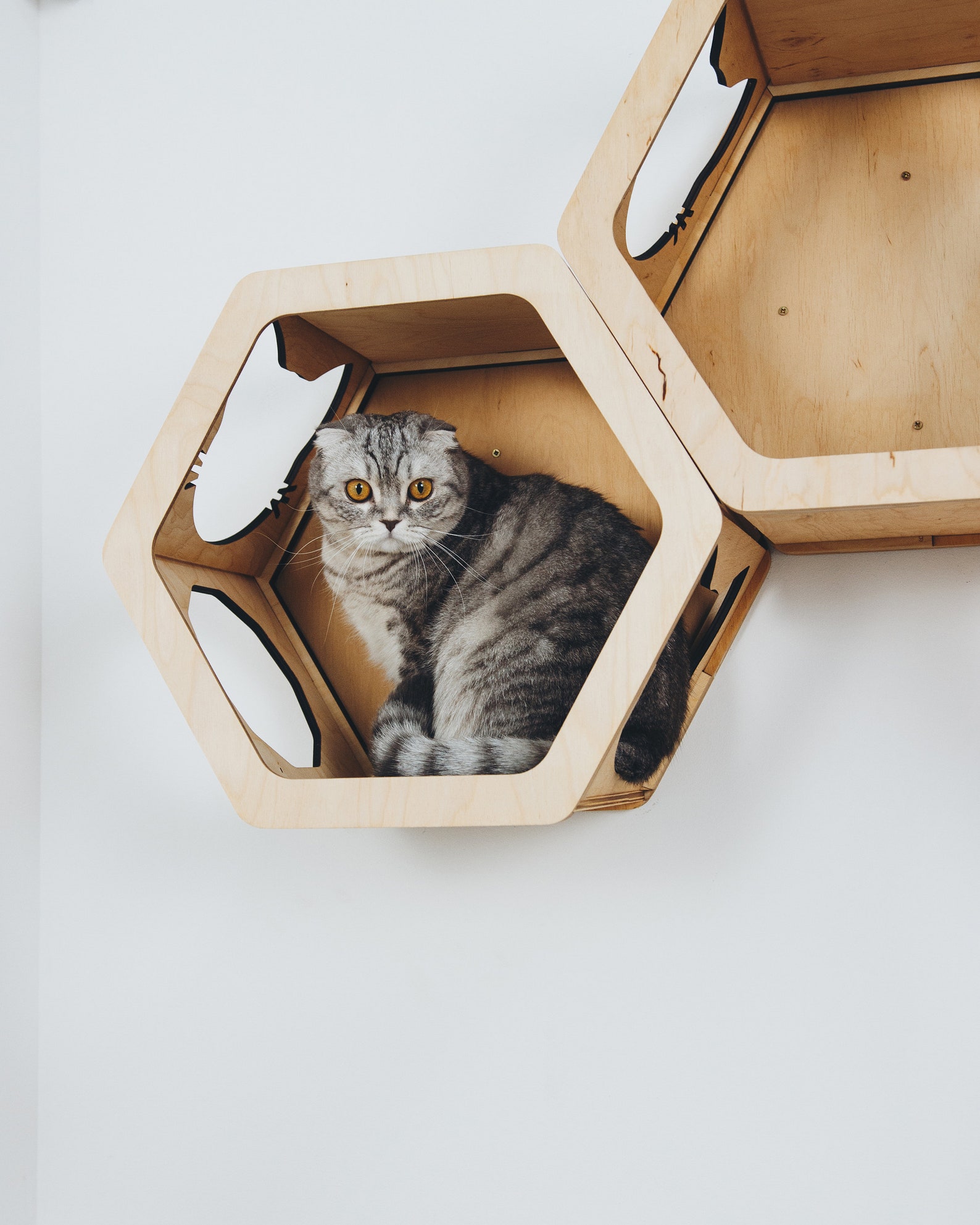 Cat Wall Hexagon Cat Shelves Wall Cat Bed Cat Furniture Etsy