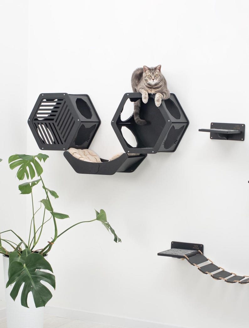 May include: A gray tabby cat sits on a black hexagonal cat shelf. The wall-mounted cat furniture includes a variety of shapes, including a cube with a bed, a shelf, and a rope bridge. A potted plant is in the lower left corner.