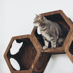 May include: A gray tabby cat sits in a wooden hexagonal cat shelf. The shelf is mounted on a white wall. The shelf has a cutout of a cat's face.