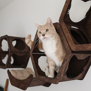 May include: A light orange and white cat sits in a dark brown, hexagonal cat shelf. The shelf has cat-shaped cutouts and a beige cushion. Additional shelves are mounted on the white wall, creating a cat climbing structure.