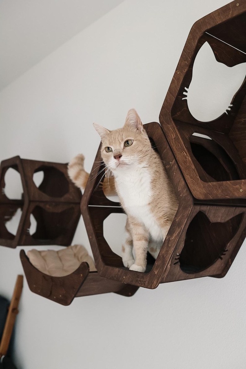 May include: A light orange and white cat sits in a dark brown, hexagonal cat shelf. The shelf has cat-shaped cutouts and a beige cushion. Additional shelves are mounted on the white wall, creating a cat climbing structure.