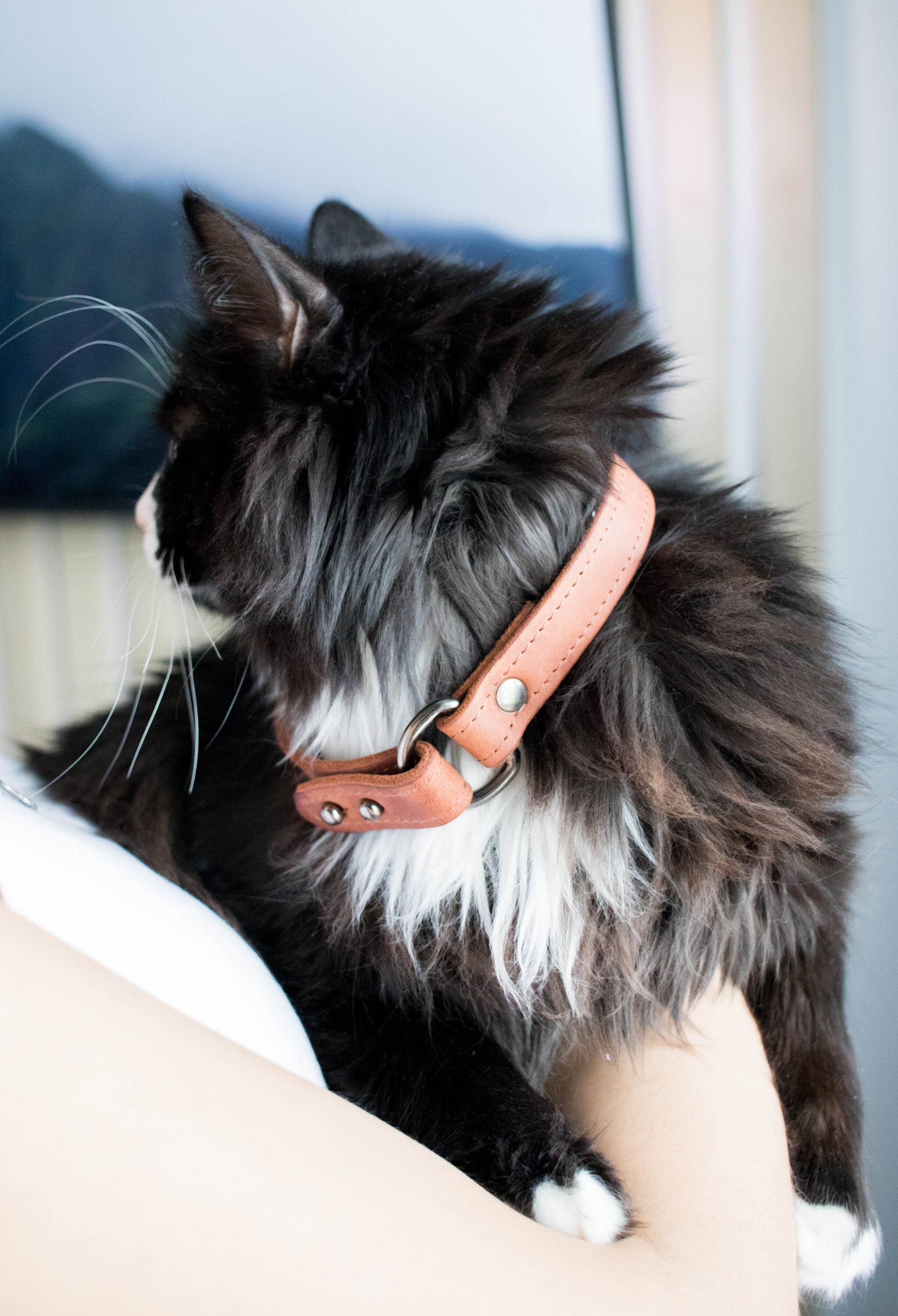 Cat Collar with Name Tag Personalised Gift for Cat Custom Pet Etsy