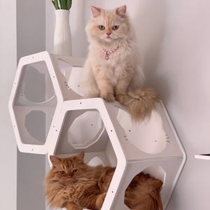 May include: Two fluffy cats, one cream-colored and one ginger, on a white hexagonal cat shelf. The cream cat wears a pink beaded collar. A white vase with orange and yellow tulips sits above the shelf. The shelf is mounted on a white wall.