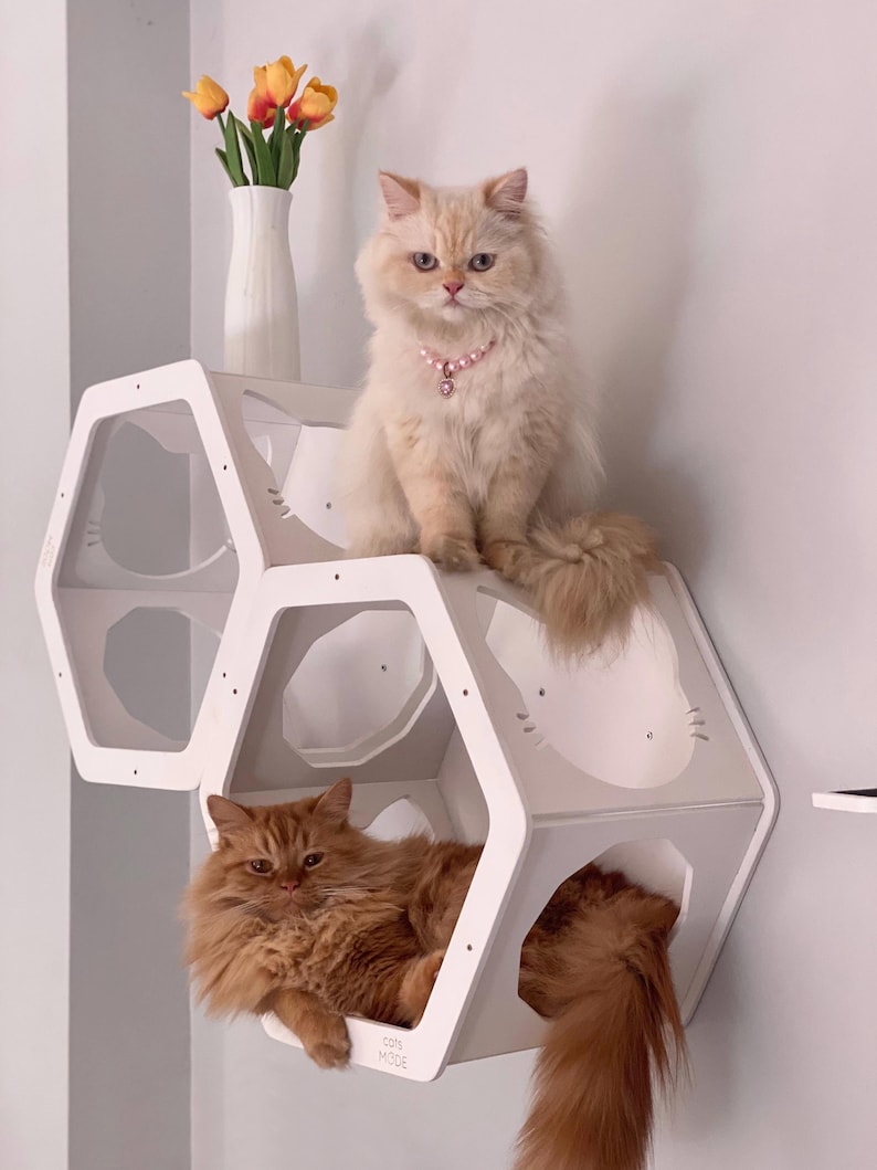 May include: Two fluffy cats, one cream-colored and one ginger, on a white hexagonal cat shelf. The cream cat wears a pink beaded collar. A white vase with orange and yellow tulips sits above the shelf. The shelf is mounted on a white wall.