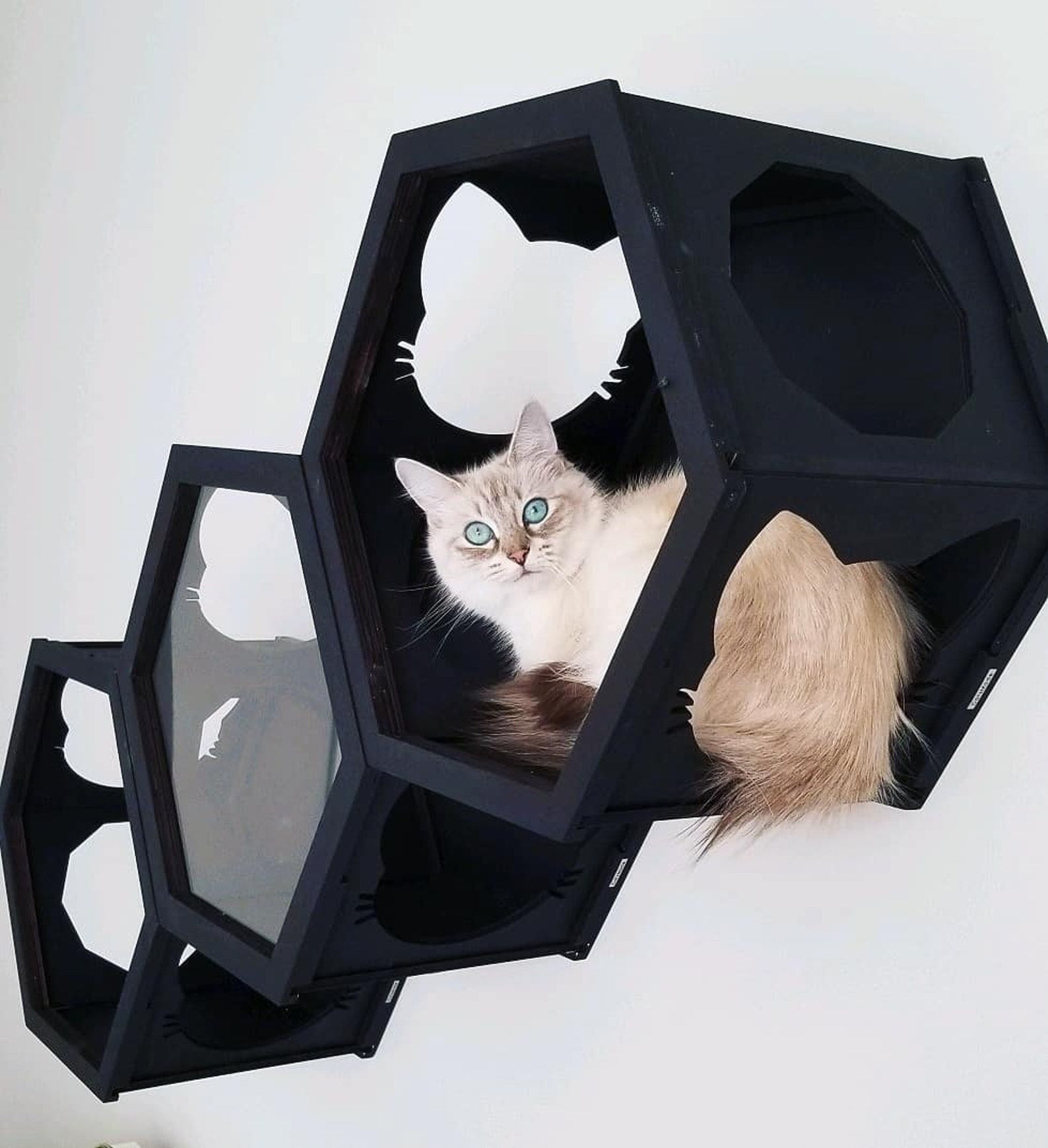 Cat Hexagon Shelf Cat Shelves for Wall Wooden Cat Furniture Etsy