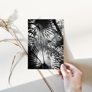 Kapow Palms | 4x6, 5x7, Postcard Print, Black and White Print, Mexican Palm Trees, Travel Print, Gallery Wall Art, Photo Home Decor
