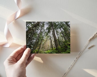 Giant Cedars from the Forest Floor | 6x4, 7x5, Postcard Prints, Gallery Wall Art, Nature Picture, Photo Home Decor, Gift for Him, Forestry