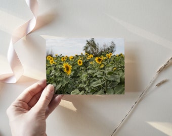 Sunflower Field | 6x4, 7x5, Postcard Prints, Gallery Wall Art, Nature Picture, Photo Home Decor, Gift for Her, Country Rustic