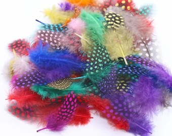 Plumes de pintade, 4-6 cm, plumes naturelles, colorées, plumes décoratives à partir de 25 pièces
