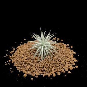 Tillandsia tectorum &#39;snow&#39; - Zeldzame Luchtplanten - Kamerplanten