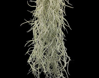 Tillandsia usneoides / Spanish moss ~50cm -Air Plants - House Plants