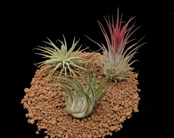 3 Tillandsia Ionantha Mix - Green, Red, Kolbii - Air Plants - House Plants