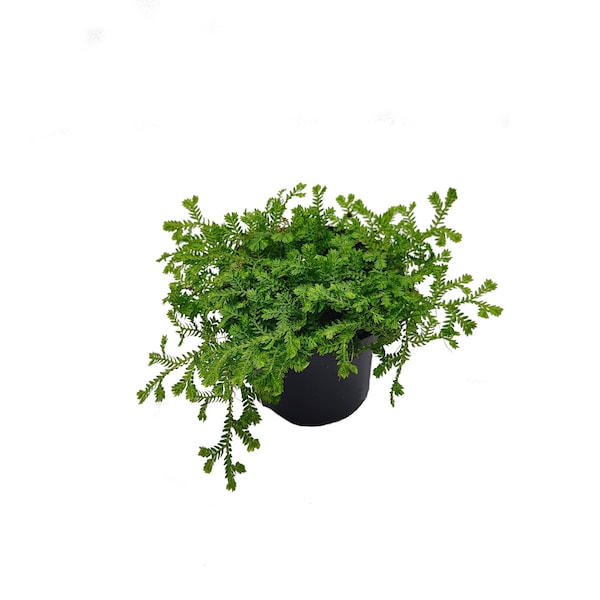 Selaginella kraussiana - Varen - Terrarium / Kamerplant