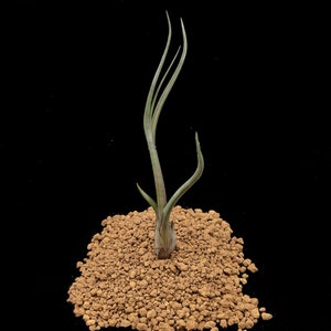 Tillandsia bailey - Luchtplanten - Kamerplanten