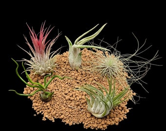 5 Tillandsia Mix – Bulbosa, Ionantha, Kolbii, Caput Medusae, Fuchsii gracilis – Luftpflanzen