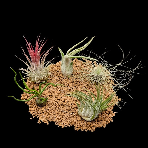 5 Tillandsia Mix - bulbosa, ionantha, kolbii, caput medusae, fuchsii gracilis - Plantes aériennes