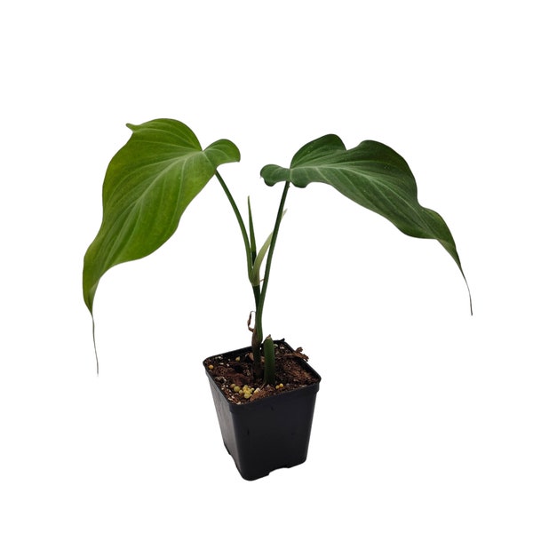 Philodendron camposportoanum - Aroid raro - Terrario / Planta de interior