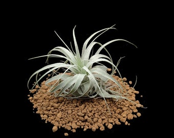 Tillandsia gardnerii - Rare Air Plants - House Plants