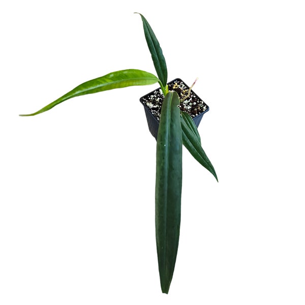 Anthurium bakeri - Rare aroid - Terrarium / House plant