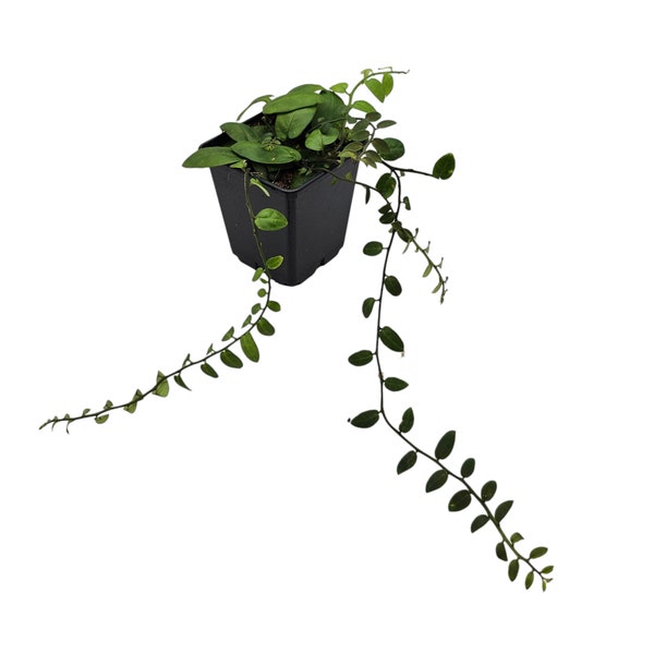 Solanum sp. Costa Rica - Zeldzame plant - Klimmen - Terrarium / Kamerplant