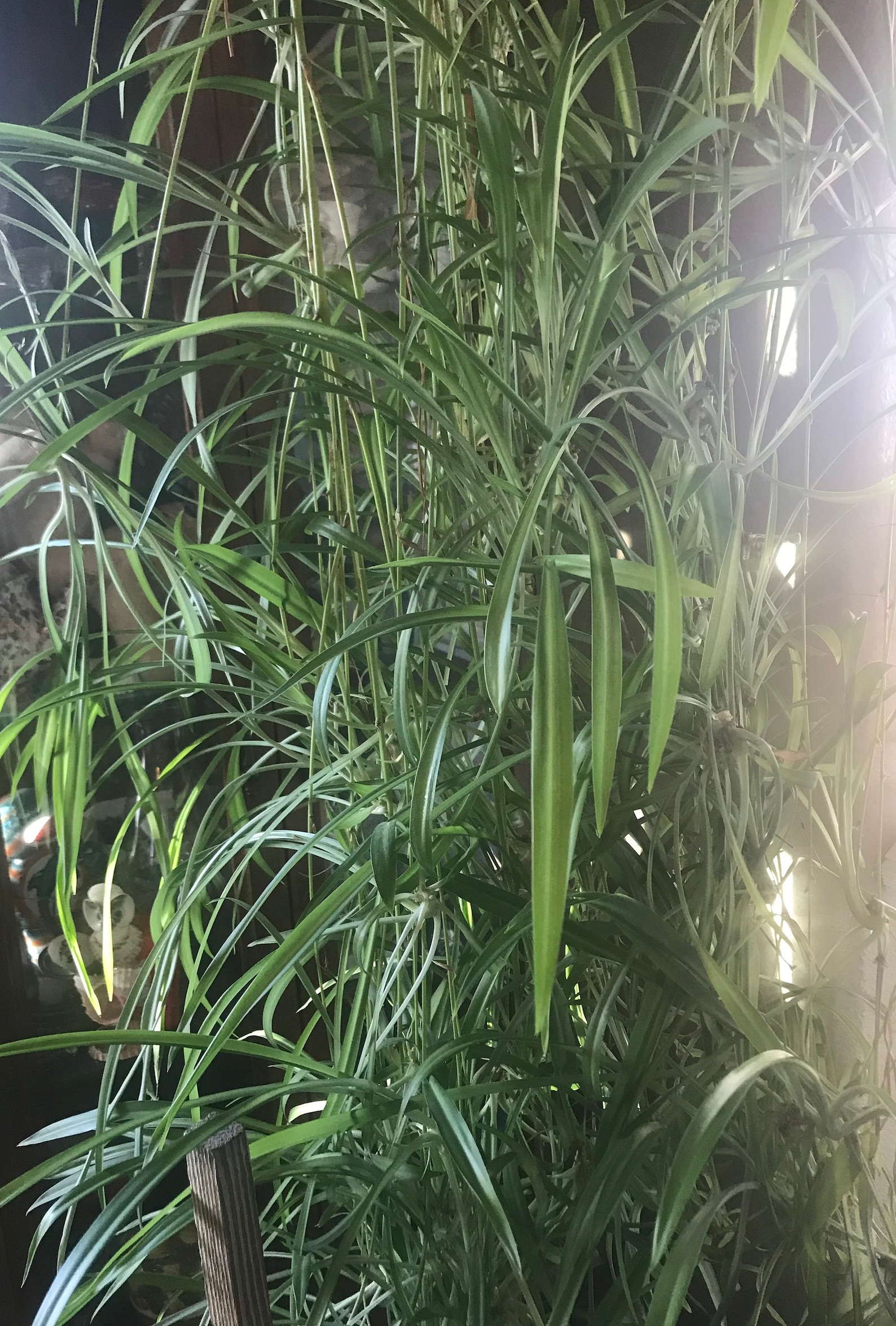 Rooted Spider Plant Pups Extra Large 1215 Etsy