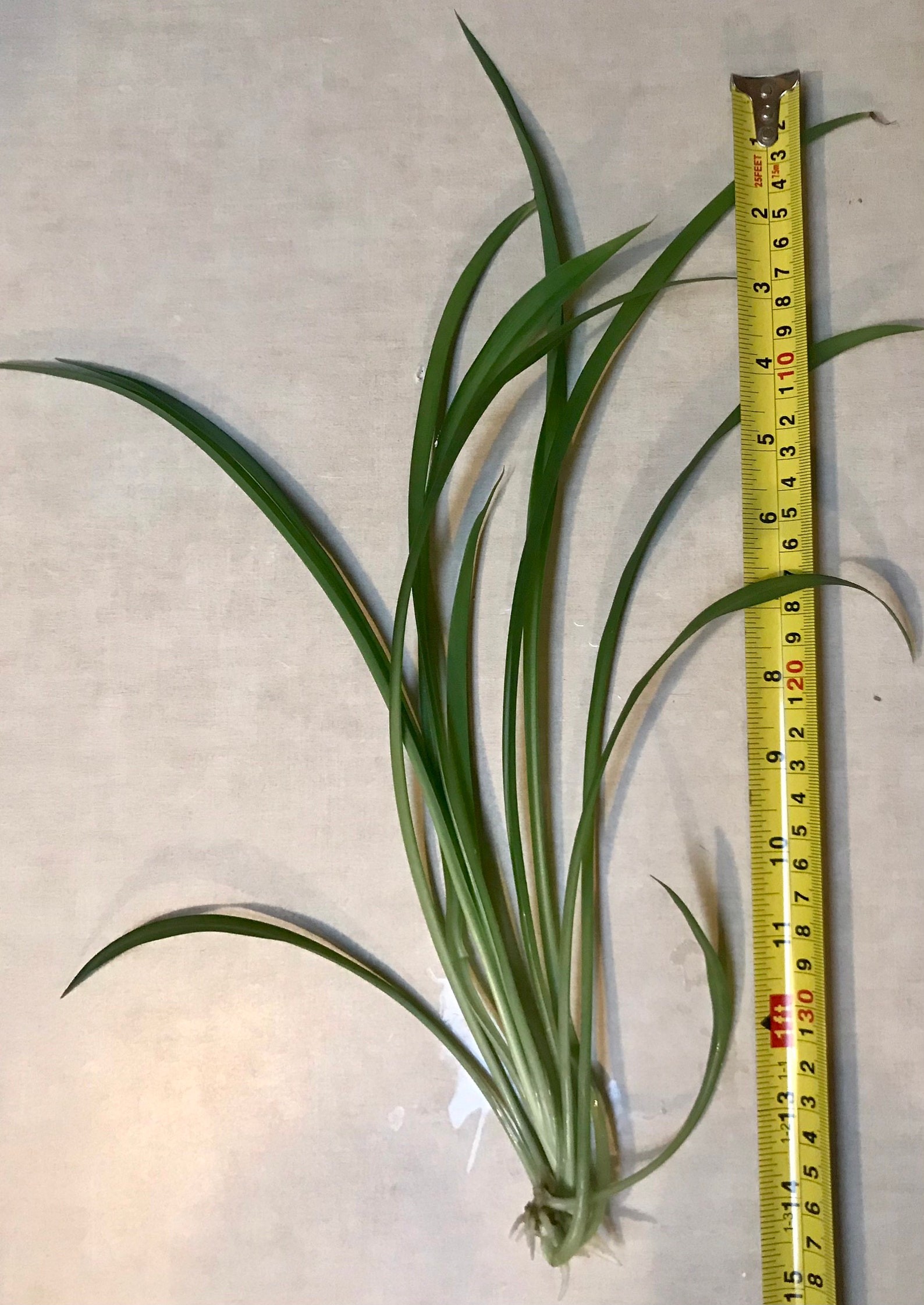 Rooted Spider Plant Pups Extra Large 1215 Etsy