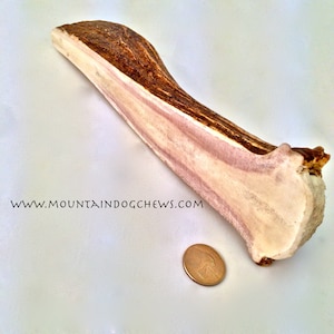 May include: A large, light brown antler dog chew with a light pink hue. The antler is about 7 inches long and is next to a US penny for size comparison. www.mountaindogchews.com
