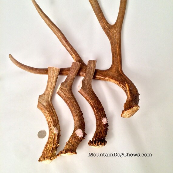 Grade A Super Dense Brown JUMBO Mule Deer Antler Dog Chew – Free Shipping