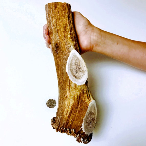 whole elk antlers for dogs