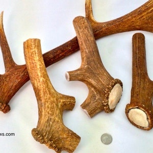 Super Mammoth Whole Elk Antler Chew