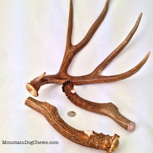 The Mammoth Mule Deer Antler Dog Chew
