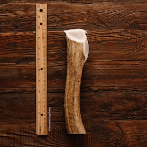 X-Large Whole Elk Antler Dog Chew Elk Antler Dog Chew / Dog Chews / Dog Treats / Dog Treats / Healthy Dog Treats / Natural Dog Treats /