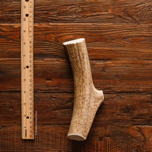 Large Whole ElK Antler Dog Chew / Dog Chews / Dog Treats / Dog Treats / Healthy Dog Treats / Natural Dog Treats / Organic / Antlers / LWE1