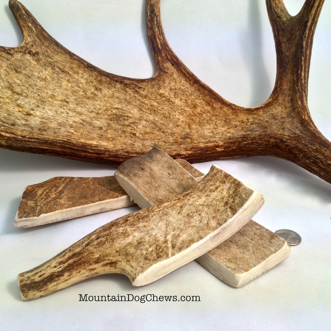 Moose Antlers Dog Chew Large 79 Inch Moose Dog Antler Chew / Dog